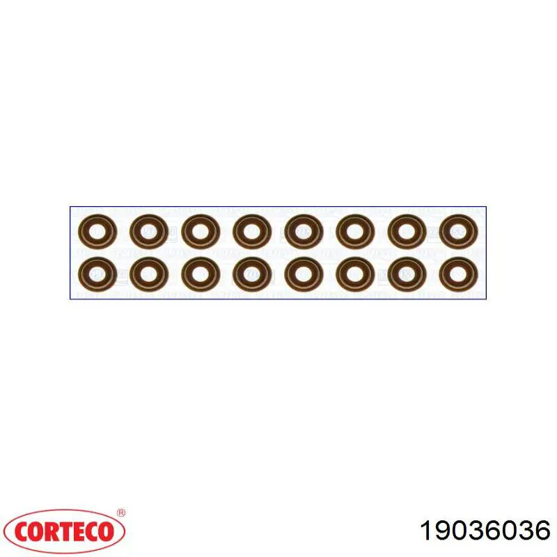 Uszczelniacz zaworu dolotowego/wylotowego Corteco 19036036 cena, od 2,48 USD