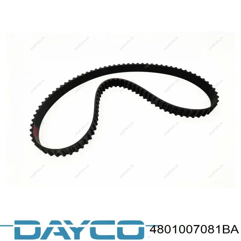 Do koszyka 4801007081BA Dayco Pasek rozrządu