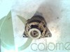 Alternator 0120335007 PEUGEOT