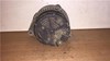 Alternator 0120485025 FIAT