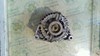 Alternator 0124415023 OPEL