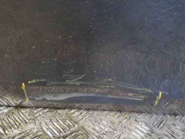 Drzwi przednie prawe 13285607 OPEL