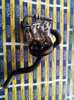 Pompa wspomagania hydraulicznego kierownicy 2T143A696AJ FORD