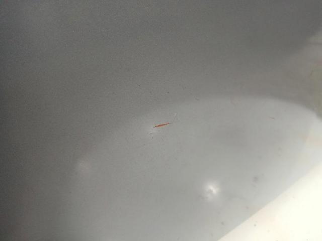 651009018R Renault (RVI)