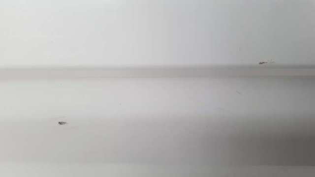 Drzwi tylne lewe KIA Cerato 1 LD