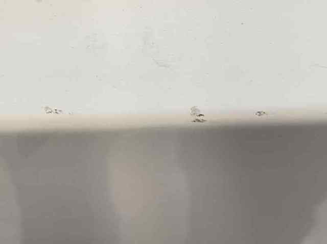 Drzwi przednie lewe Opel Movano X62